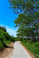 A quiet small asphalt road in the middle of a quiet wilderness on a sunny day creates a peaceful atmosphere