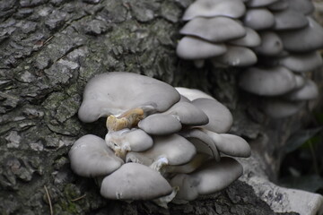 hongos/setas que creccen en la corteza de un arbol