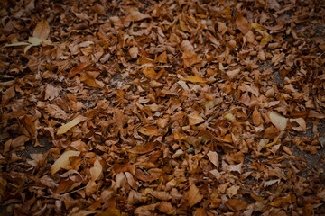 textura de hojas de otoño