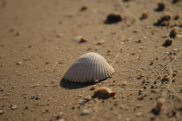 shell on the beach