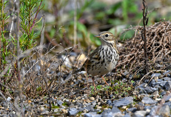 Meadow Pipit // Wiesenpieper (Anthus pratensis)