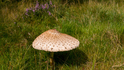  Mushroom in the park