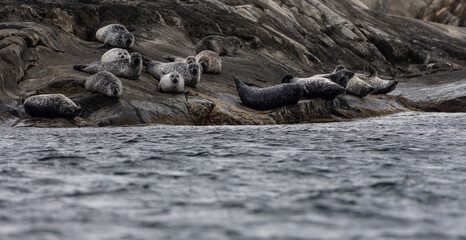 seals sleeping on the rocks