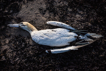 dead seabird
