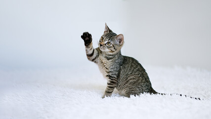 Little kitten on a white blanket. Kitty three months 