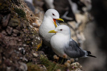 seabird couple