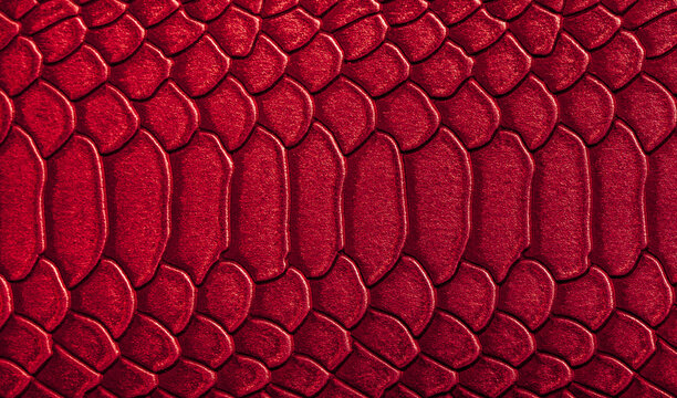 Beautiful red, pink bright snake or crocodile skin, reptile skin texture, multicolored close-up as a background.