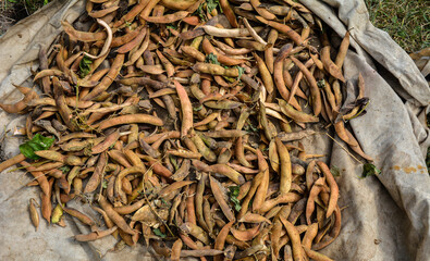 Homegrown organic food, beans ripening in garden.