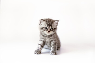 Fototapeta na wymiar A breed British kitten is posing on a white background