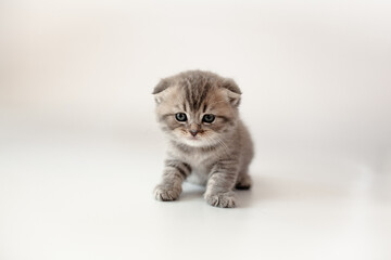 A breed British kitten is posing on a white background