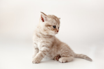 A breed British kitten is posing on a white background