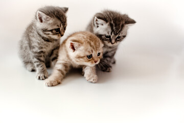Fototapeta na wymiar A group of a breed British kittens are posing on a white background