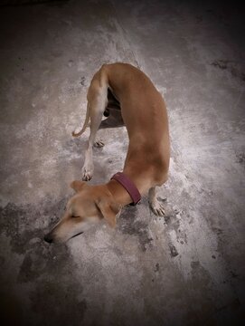 Chippiparai dog a native breed in india standing in the sunlight