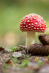 Fliegenpilz und Tannenzapfen