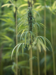 marihuana leaves in the sunshine