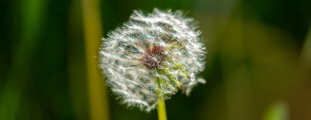 Dandelion close-up on a spring meadow. Dandelion seeds in the sunlight blowing away across a fresh green morning background