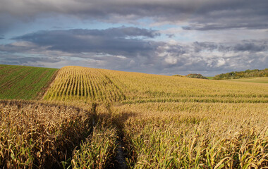 Uprawa kukurydzy jesienią w Europie Wschodniej. - obrazy, fototapety, plakaty