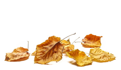 Naklejka premium Colorful autumn linden leaves, foliage pile isolated on white 