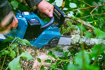 A man in protective overalls saws branches from a fallen tree in a pine forest with a chainsaw. The process of sawing fallen trees after a hurricane.  A man saws a tree with a chainsaw.
