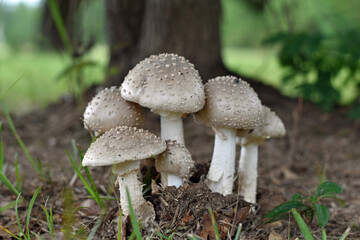Brown Front Yard Mushroom Close Up