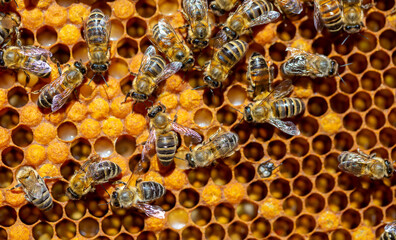 Beautiful honeycomb with bees close-up. A swarm of bees crawls through the combs collecting honey. Beekeeping, wholesome food for health.