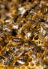 Beautiful honeycomb with bees close-up. A swarm of bees crawls through the combs collecting honey. Beekeeping, wholesome food for health.