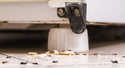 small red ants on a spoon with sugar, pest problems indoors, dirty kitchen floor full of ants,...