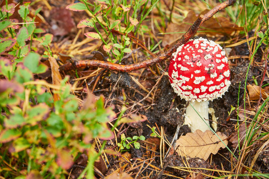 muchomor czerwony , Amanita muscaria , grzyb , las 