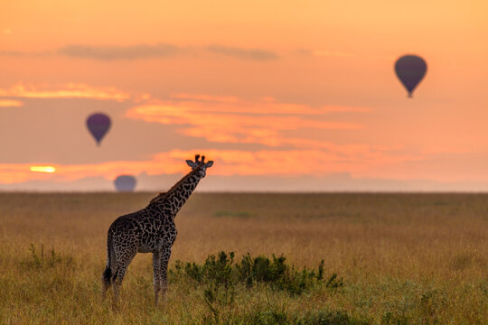 Eine Giraffe tr&auml;umt vom fliegen