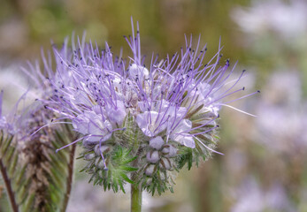 A beautiful  thistle in nature