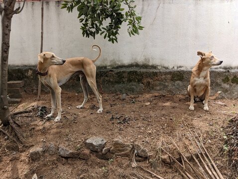 A native indian dog and chippiparai look at same direction