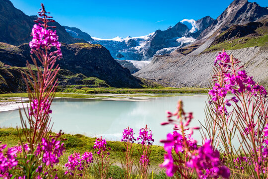 View of the Moiry Glacier from the Lac de Ch&acirc;teaupr&eacute; surrounded by flowers in summer. Both are located in Switzerland, in the swiss canton of Valais.