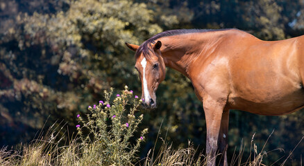 Beautiful bay horse on the meadow against the background of forest, herbs, autumn
