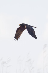 marsh harrier
