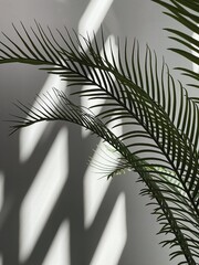 Tropical exotic palm leaves background. Aesthetic minimal floral composition with sunlight shadows on the wall