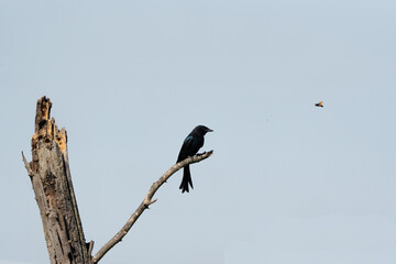 Drongo looking on its preys courage. 
