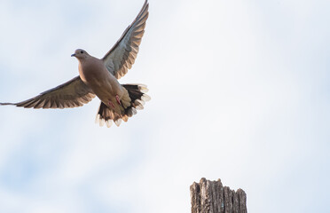 Dove, details of a beautiful dove, selective focus.