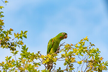 Maritaca, details of a beautiful maritaca in the late afternoon in a jabuticabeira, selective focus.