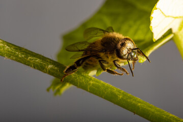 Bee, details of a beautiful bee seen through a macro lens with a beautiful light, selective focus.