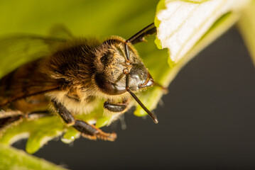 Bee, details of a beautiful bee seen through a macro lens with a beautiful light, selective focus.