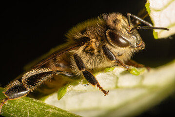 Bee, details of a beautiful bee seen through a macro lens with a beautiful light, selective focus.