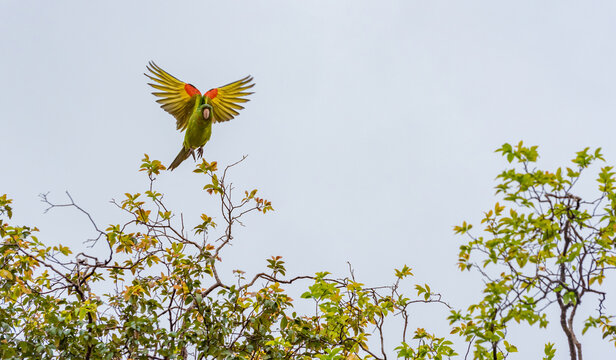 Maritaca, details of a beautiful maritaca in the late afternoon in a jabuticabeira, selective focus.