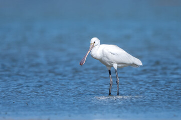  Kaşıkçı » Platalea leucorodia » Eurasian Spoonbill