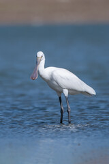  Kaşıkçı » Platalea leucorodia » Eurasian Spoonbill
