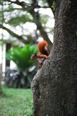 squirrel on tree