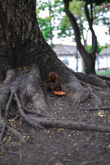squirrel on tree