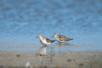 Küçük kumkuşu » Little Stint » Calidris minuta