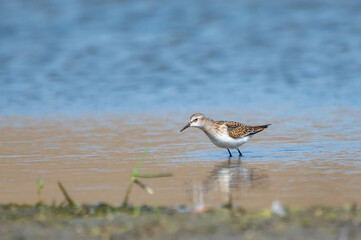 Küçük kumkuşu » Little Stint » Calidris minuta