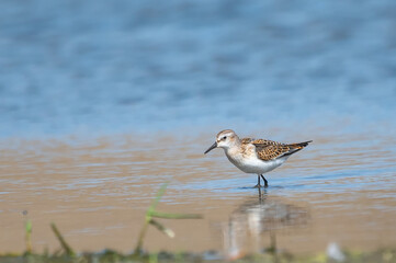 Küçük kumkuşu » Little Stint » Calidris minuta