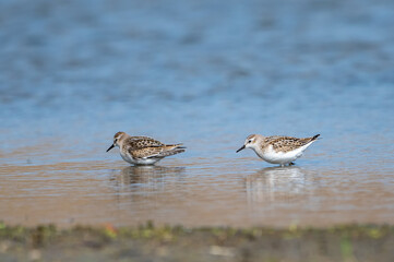 Obraz premium Küçük kumkuşu » Little Stint » Calidris minuta